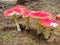 Fly agaric mushroom in the wood