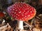 Fly Agaric Mushroom, Woods of England