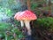 Fly agaric mushrooms