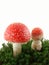 Fly agaric mushrooms