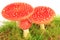 Fly agaric mushrooms (Amanita muscaria)
