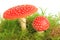 Fly agaric mushrooms (Amanita muscaria)
