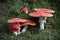 Fly Agaric mushrooms in green grass on a forest. Natural landscape. Autumnal wallpaper background