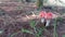 Fly agaric mushrooms under fir trees.