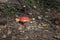 Fly agaric, picturesque and colorful, growing in the deciduous f