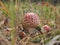 Fly agaric with a red hat growing in the woods. Poisonous mushroom