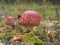 Fly agaric with a red hat growing in the woods. Poisonous mushroom