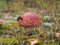 Fly agaric with a red hat growing in the woods. Poisonous mushroom