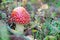Fly agaric.Red mushroom on a white leg on a natural background. The concept of inedible, poisonous, magic mushrooms