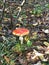 Fly agaric in summer forest top view