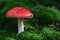 Fly agaric toadstool