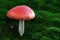 Fly agaric toadstool