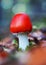 Fly agaric toadstool