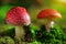 Fly agaric toadstool