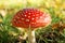 Fly Agaric Toadstool (Amanita muscaria).