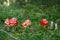 Fly agaric toadstool, Amanita muscaria family in moss