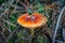 Fly Agaric toadstool - colorful poisonous wild mushroom