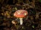 Fly Agaric toadstool fungus