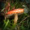 Fly Agaric toadstool growing through grass and brambles on the forest floor
