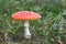 Fly Agaric toadstool poisonous mushroom. In red green and yellow colors in the forest