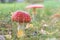 Fly Agaric toadstool poisonous mushroom. In red green and yellow colors in the forest.