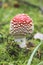Fly Agaric toadstool poisonous mushroom. In red green and yellow colors in the forest.