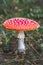 Fly Agaric toadstool poisonous mushroom. In red green and yellow colors in the orest.