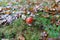 Fly Agaric toadstool - poisonous wild mushroom variety