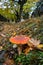 Fly Agaric toadstool - poisonous wild mushroom variety