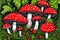 Fly-agaric toadstools in the forest
