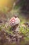 Fly agaric, toxic dangerous mushroom in forest. Nature