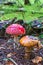 Fly agaric in a woodland