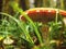 Fly agaric woods, great design for any purposes. Selective focus