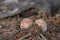 Fly agarics (Amanita muscaria).