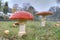 Fly agarics in city roadside