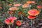 Fly agarics in a clearing in the forest