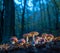 Fly agarics glow in the soft evening light