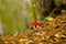 Fly agarics grow on the forest floor among dry fallen leaves in sunny autumn october day