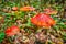 Fly agarics in the wood