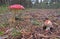 Fly Agarics in the woods