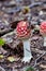 Fly amanita growing in the forest