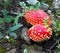 Fly Amanita Mushroom, Toxic