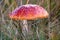 Fly amanita poisonous mushroom