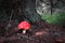 Fly Amanita, Red Riding Hood