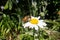 Fly on a beautiful flower with nature background, super macro photography of an insect on flower