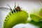 Fly being eaten by a venus flytrap flower