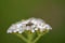 Fly on blossoms of white yarrow green background