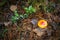 Fly bright orange Agaric in wild forest, autumn background