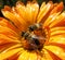 Fly on calendula close up