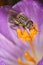 Fly on carpel of purple crocus